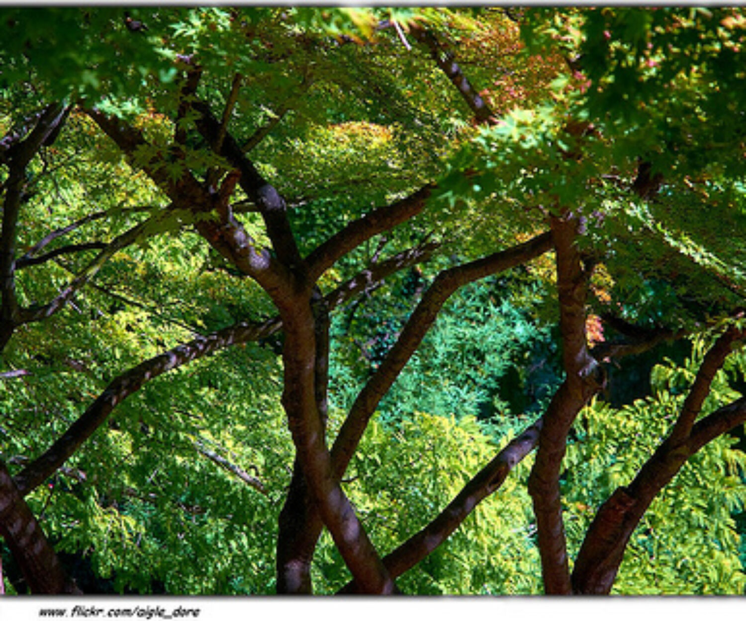 Japanese trees in a zen garden