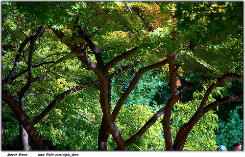Japanese trees in a zen garden