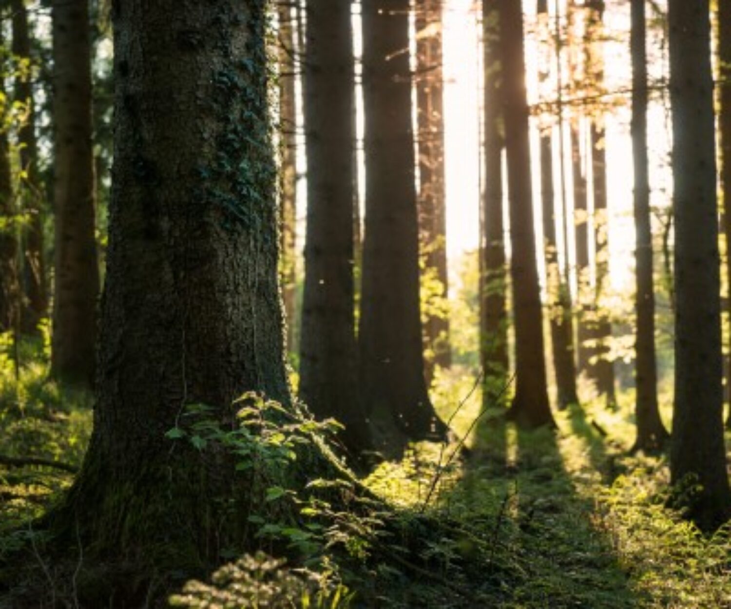 Beautiful trees in the sunlight